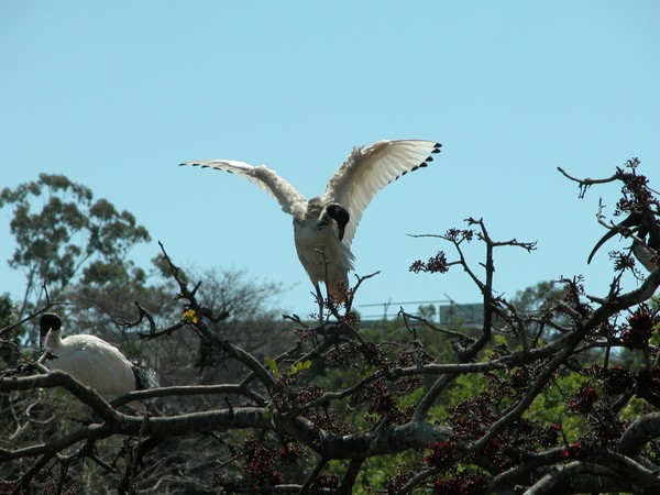 White Ibis